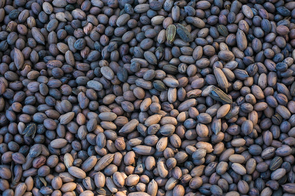 Pikan (ピカン）南アフリカ産生ピーカンナッツ – Wholesum Japan